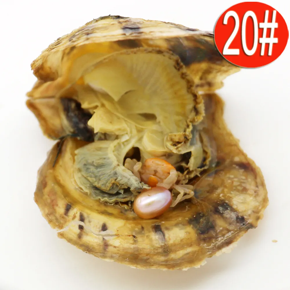 2018 Akoya 6-8mm Tear Pérola Variedade Boa Cor Amor Pérola Freshwater Oyster Vacuum Pack Surpresa Presente