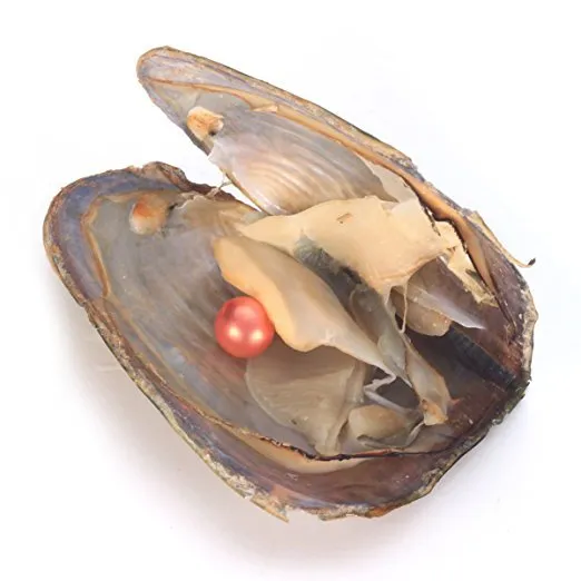2018 Akoya Pearl Oyster Runde 6-8mm Farben Süßwasser natürliche kultiviert in frischen Oyster Pearl Mussel Farm Supply Großhandel
