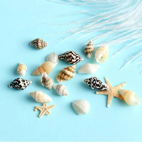1 caixa 3D Natural Mini Diy Nail Art Rhinestone Decoração Dicas Conch Shells Star Peixe Mar Beach Ornaments Manicure Decor Tools
