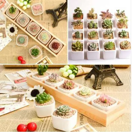 Modern Square Succulent Plant Pot Decorative Fleshy... From Planters,  $366.43 | DHgate.Com