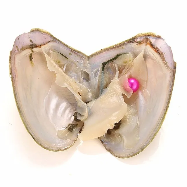 New Akoya High quality cheap love freshwater shell pearl oyster 6-7mm red gray light blue pearl oyster with vacuum packaging A-1008