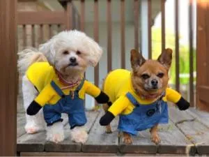 Vestiti per cani di piccola taglia Minions Cartoon Cute Felpa con cappuccio Pet Novità Costume Cuccioli Vestiti per cani Gatti Inverno Autunno Cappotto caldo