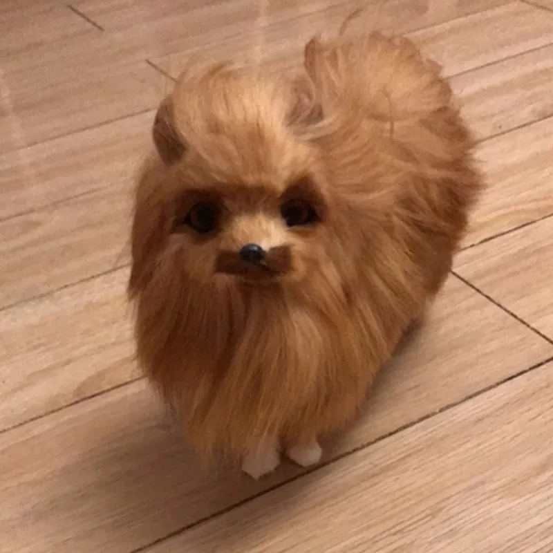 Dorimytrader gerçekçi hayvan pomeranian köpek peluş oyuncak dolması yumuşak benzetilmiş köpek pet köpekler el sanatları dekorasyon hediye 22x19 cm