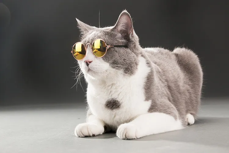 ファッションメガネ小ペット犬猫サングラスアイウェア保護ペットクールグラスペットサングラス写真小道具カラーランダムに