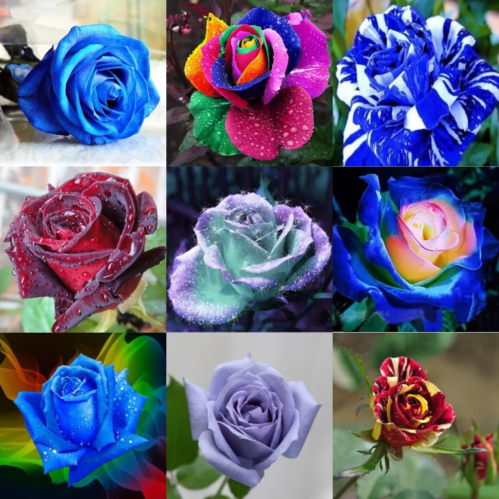 Black Rose Flower Seeds Cheap Free Fast Shipping Package Colorful Rose