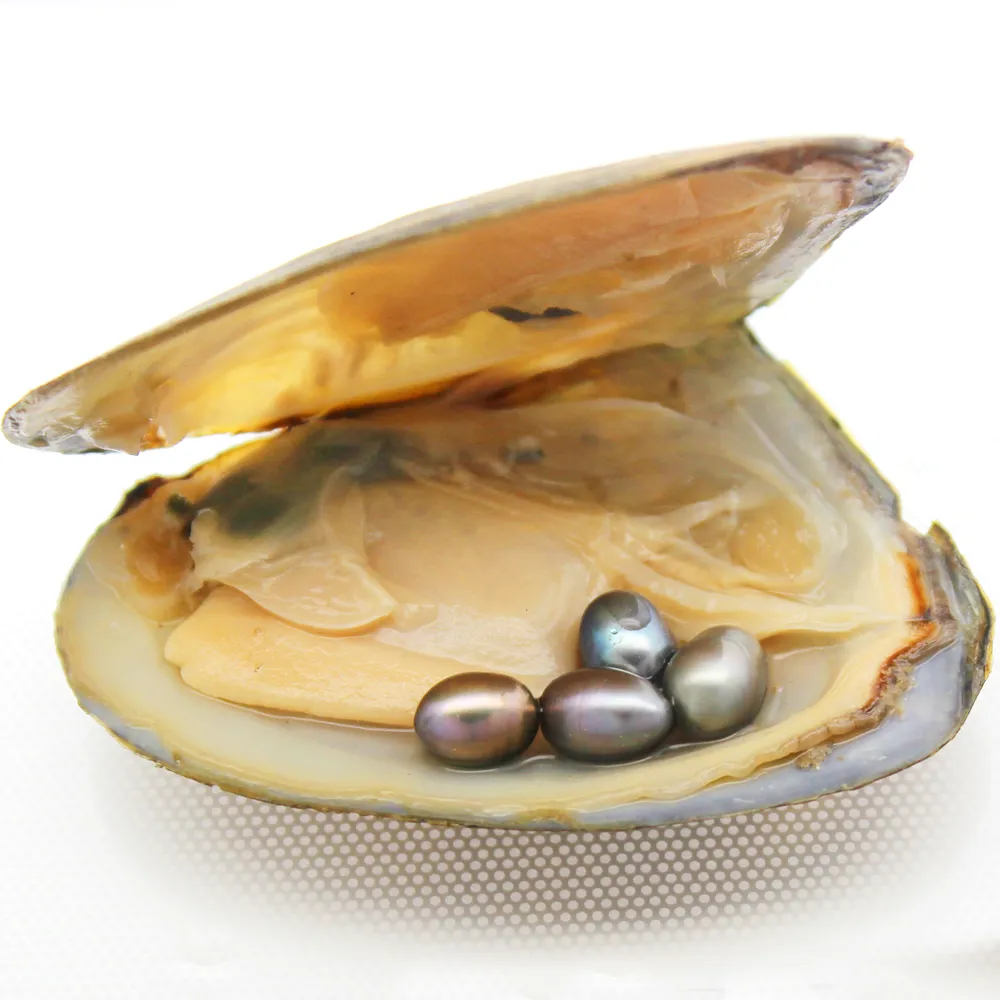 Huîtres perlières d'eau douce naturelles 6-8mm 4 pièces # 4 gris en triangle huître emballage sous vide cadeau surprise pour la famille