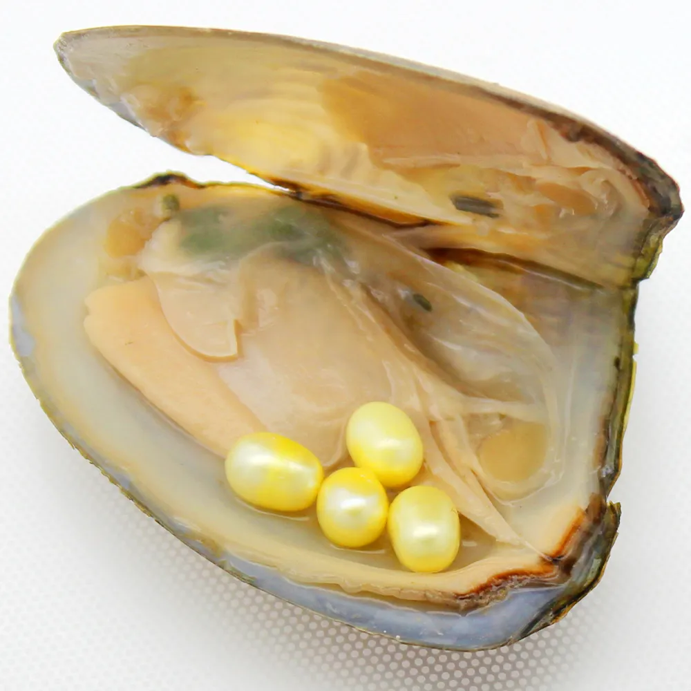 Triangular Oystersの黄色いパールケースの黄色いパールのケースのパーティーサプライズギフト真空包装