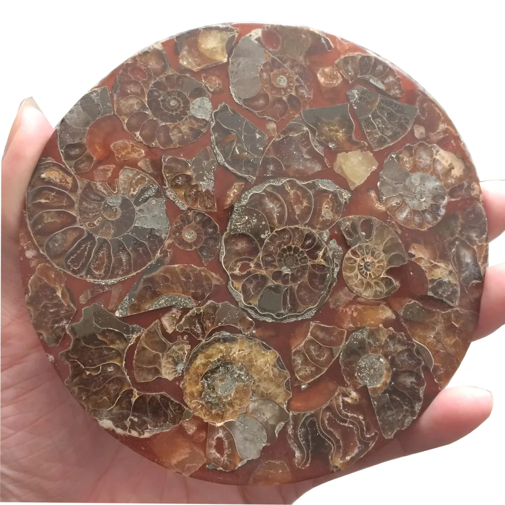 DingSheng Brown Ammonite Fossil Slice Coaster Natural Jadify Crystal Plate Shell Conch Lumaca Giada Quarzo Pietra Cup Mat Mineral Specimen