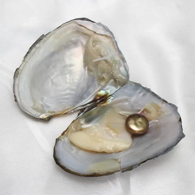 11 farben zu wählen akoya perle austern Echte Süßwasser Oyster Perlen Charme Perlen Schmuck Machen Multi Farbe Perlen