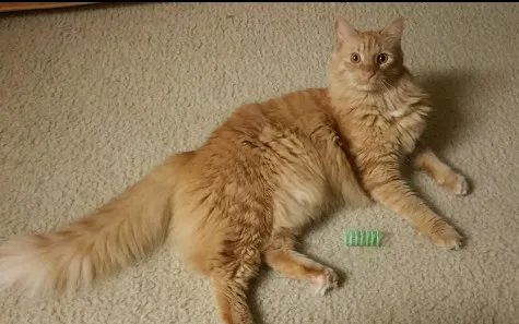 ペットワイド耐久性のあるヘビーゲージプラスチックカラフルなスプリングス猫おもちゃを遊んでいるkitten7364391