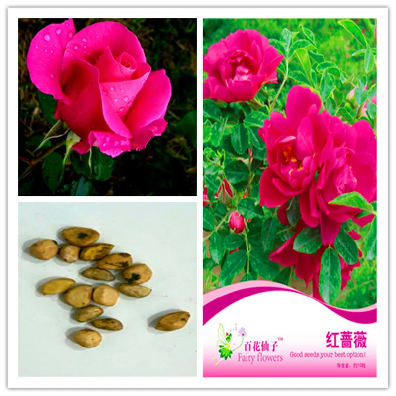 1 pack Original package Red rose Potted grass bonsai plant flower seeds Red rose Pink Hardy Perennial Bonsai Plant Hot sale