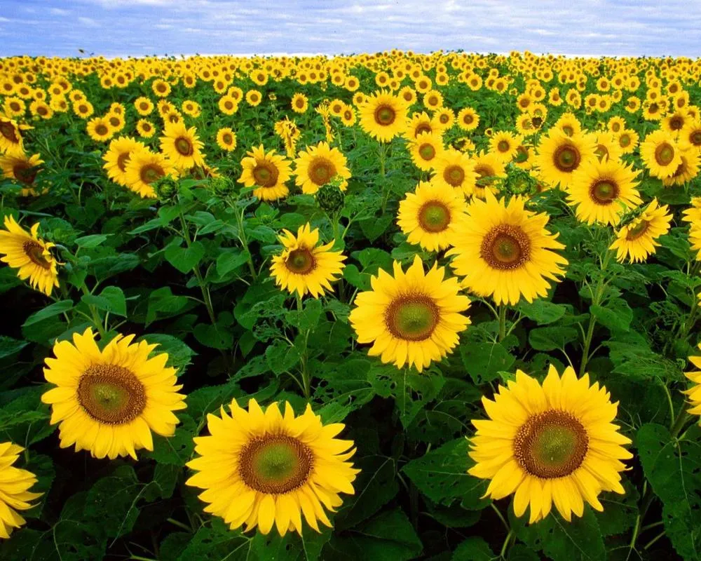 Mini Sunflower Bonsai Seeds Garden Supplies Dwarf Sunflower Bonsai