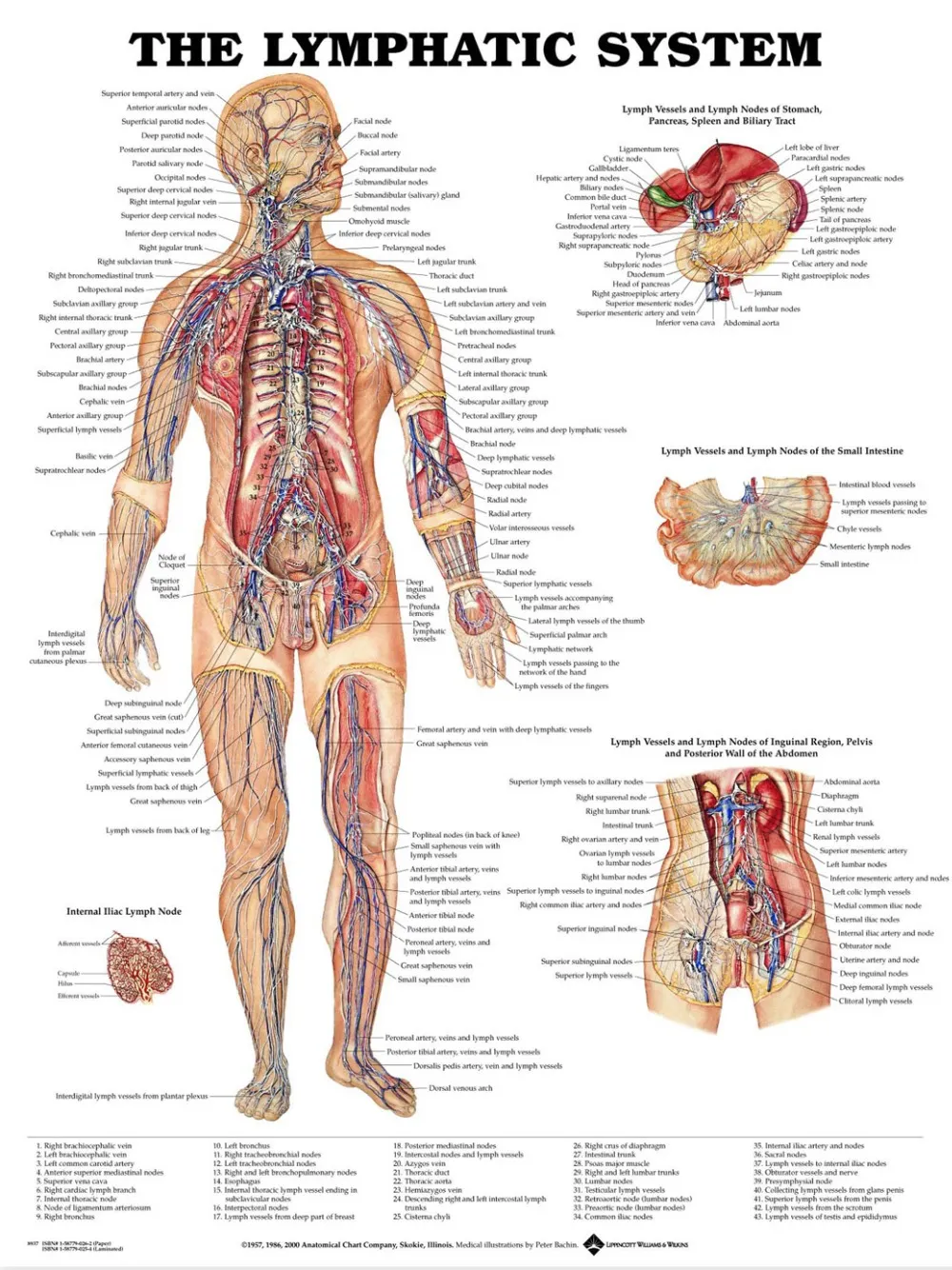 Human Body Anatomical Chart Muscular System Campus Knowledge Biology 