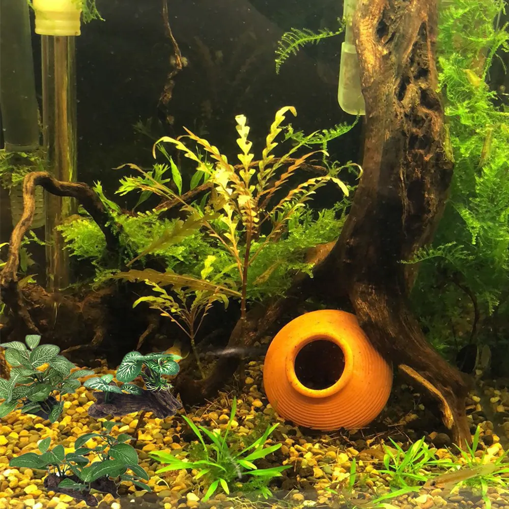 KINGDUO Plante Graine Aquarium Fish Tank Plantes Perspectives Semence À  Gazon Herbe Aménagement Décoration-L : : Animalerie