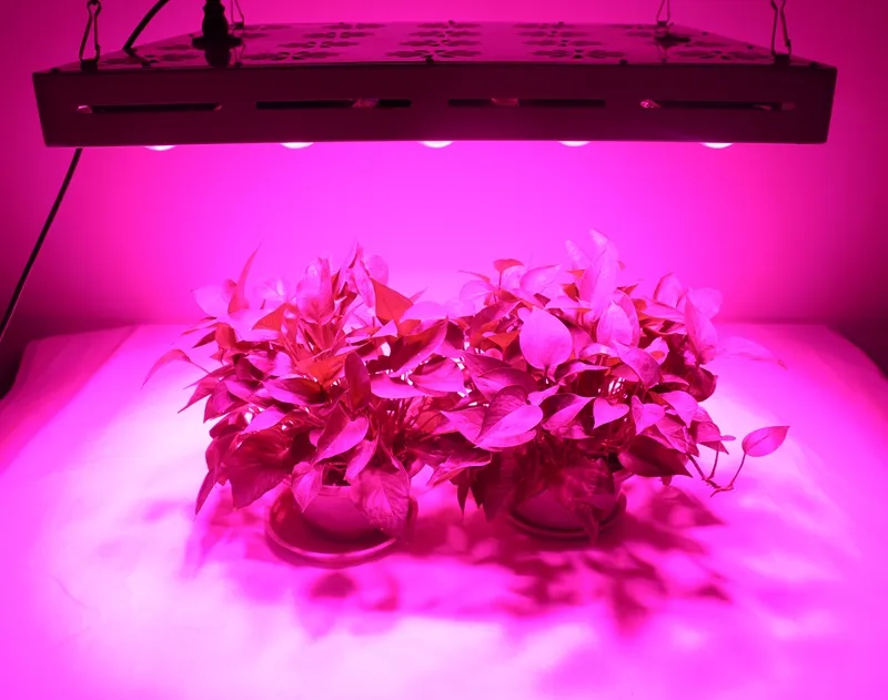 Lampada da coltivazione a spettro completo a LED da 3000 W per piante da interno idroponiche in serra Veg e fiori AC110V AC220V