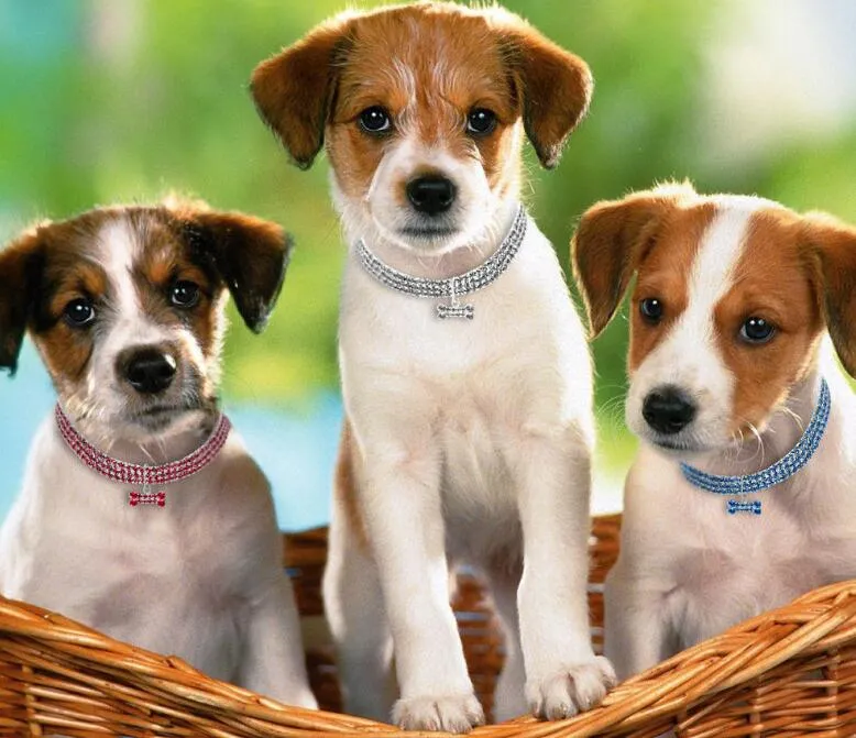 3 صفوف Rhinestone تمتد Pet Netclace Dog Chain Cat Crystal Twiber Pet Supplies Small Dog Jewelry Tag Wy5701742056