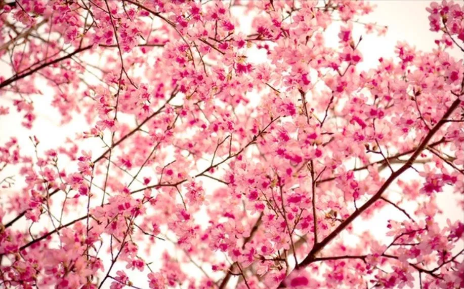 Fototapeten, warmes und romantisches Kirschblüten-TV-Hintergrund-Wanddekorationsgemälde