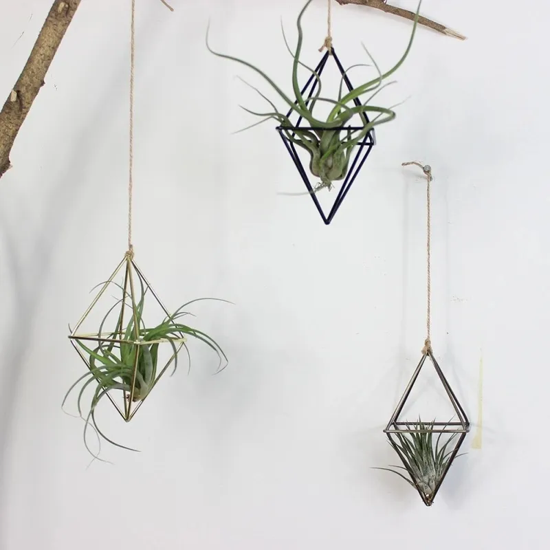 aspenium leslie birds nest fern Bird‚Äôs Nest 'Leslie' Fern main image 0