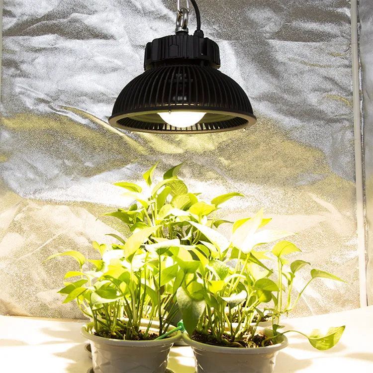 LED COB CROVE A LUZ SPECTRO COMPLETO LUMINUS CXM32 1000W 3500K LED Plant Crescer Lâmpada Para Estufas Interior Plantas Todas as Fases