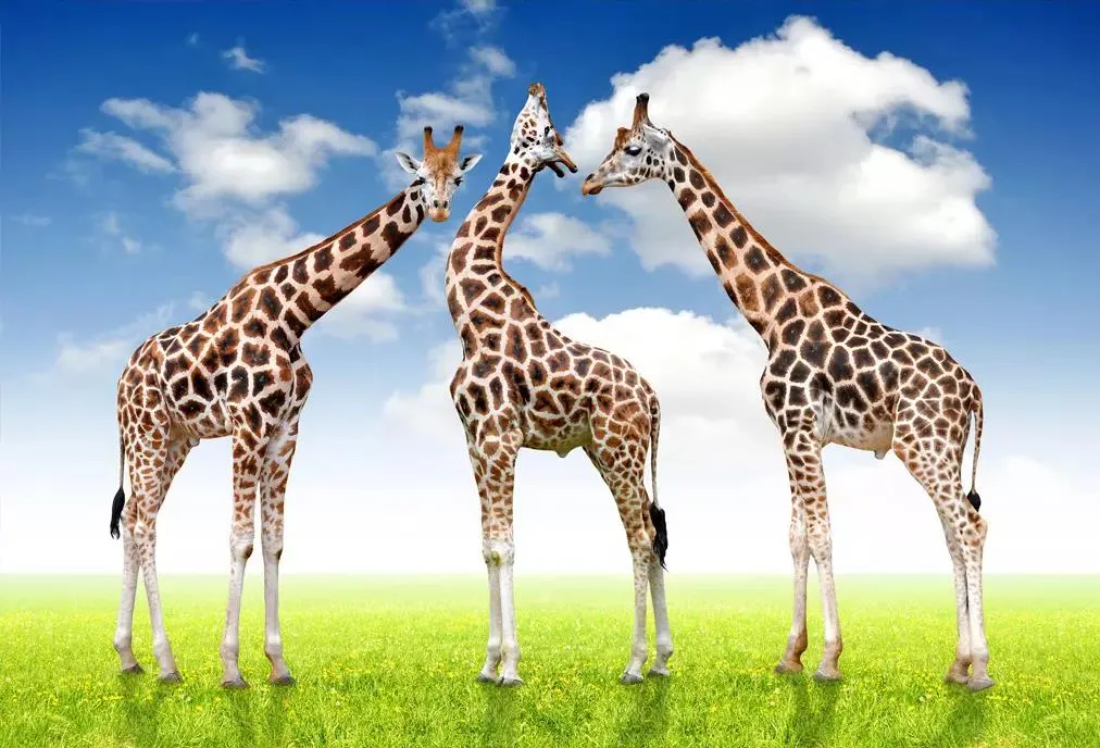 Custom any size photo Giraffe 3D background wall mural 3d wallpaper 3d wall papers for tv backdrop