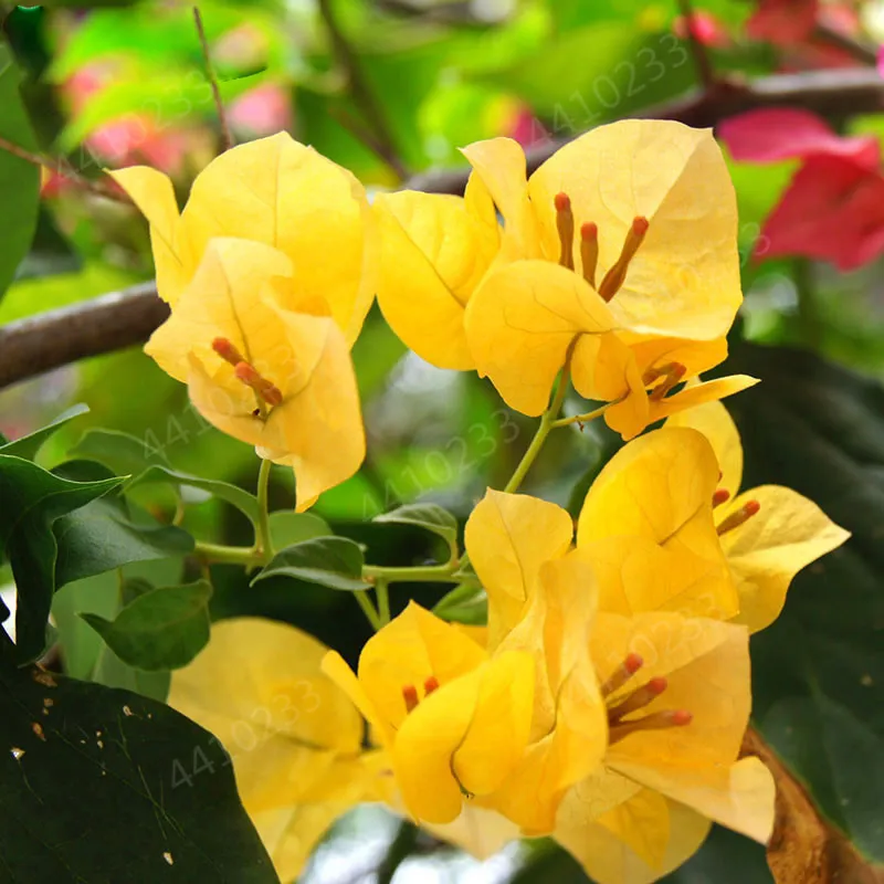 Bougainvillea Spectabilis Willd Bonsais Bonsai Blumenpflanzen 100pcssan Jiao Mei für Home Garden2823