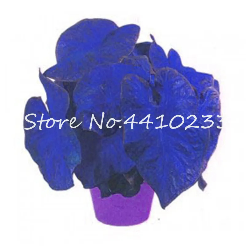 Colorful Caladium Dwarf Bonsai Plant Seeds Burnt Rose Elephant Ear