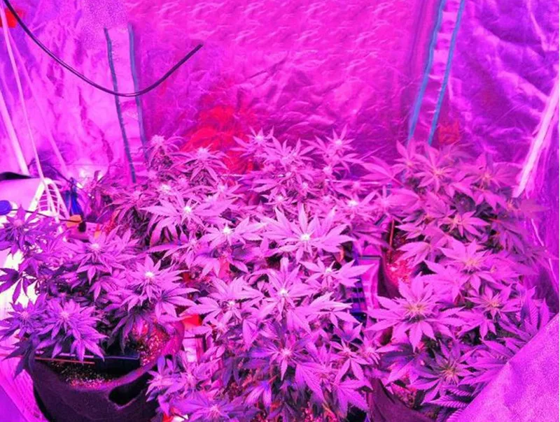 Lámpara de planta 300W lámpara de crecimiento nueva luz de relleno led plantación de vegetales lámpara de planta de flores luz de relleno de invernadero