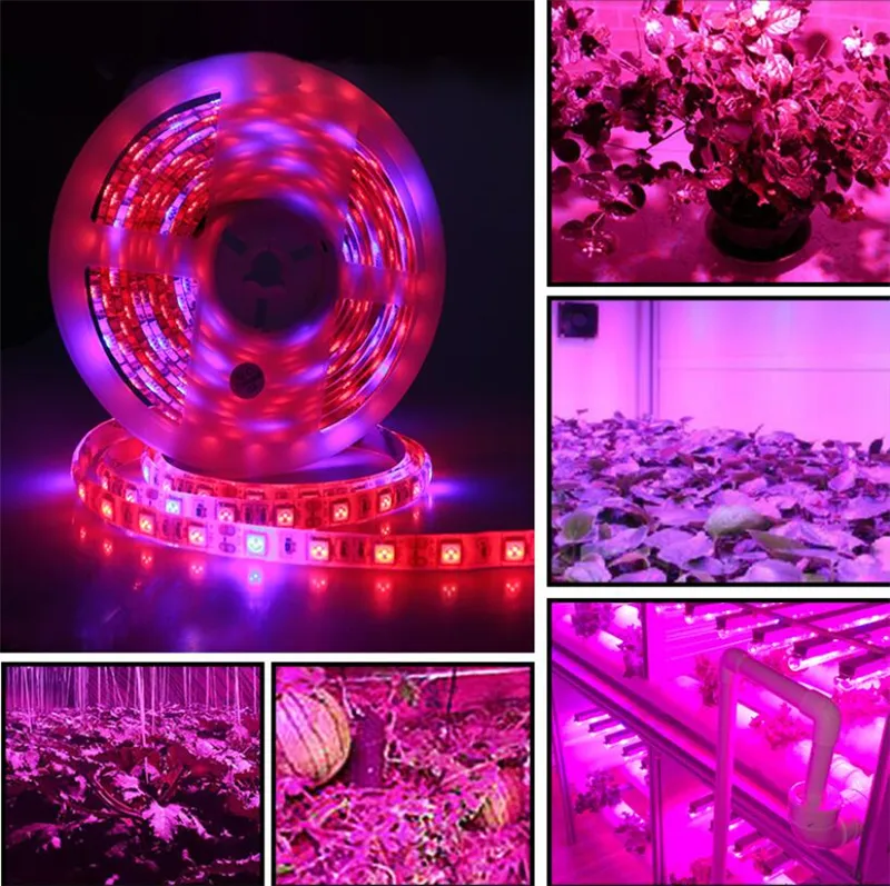 DC 12V LED Grow Light Full Spectrum 5M LED Strip Light 5050 LED Phyto Plant Growth Lampor för växthus Hydroponisk växtodling