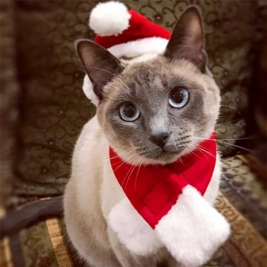 Kedi Noel Şapka Noel Kedi Kostüm Santa Şapka Eşarp Seti Sıcak Noel Hediye Sevimli Aksesuarları Yumuşak Şapka Eşarp Kedi Köpek