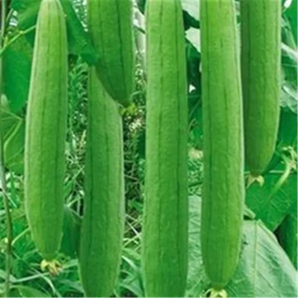 30 PC Luffa Luffa cylindrica Winkel Handtuch Kürbis Samen lange Luffa Bio-Gemüse für den Heimgartenpflanzen Einfache Versand wachsen