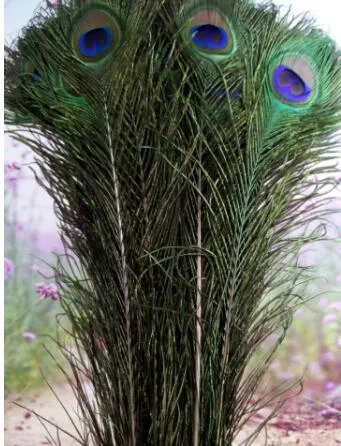 Piume Di Pavone Naturali - 100 Pezzi Da 30-35 Cm - Per Decorazioni Fai Da Te, Matrimoni, Feste E Costumi