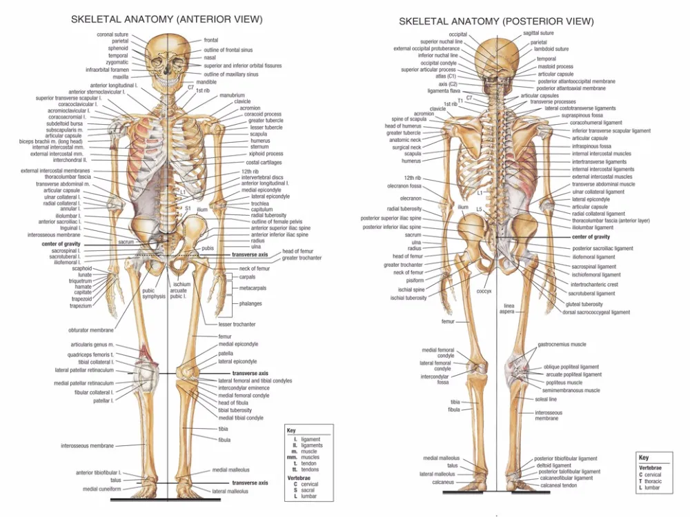 Scheletro Sistema Muscolare Anatomico Poster Anatomia Muscolo Grafico  anatomico Grafico anatomico Formazione del corpo umano per il manifesto  dell'anatomia umana-40x40cm._Noframed. : : Commercio, Industria e  Scienza