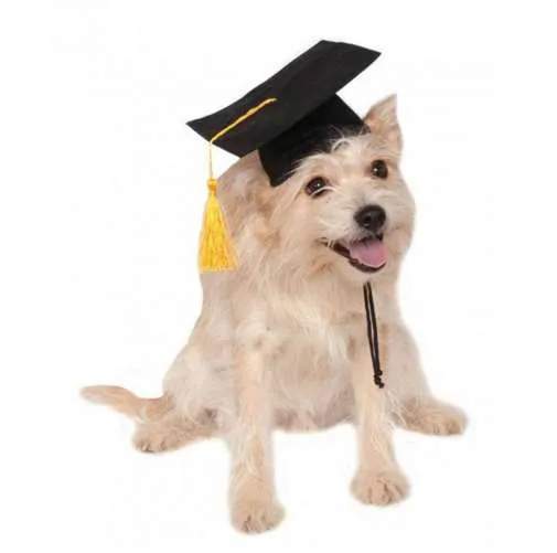 Pet Graduation Cap: Adorable Dog Degree Headgear for DIY Parties Photos  Shop Now! Best Seller!