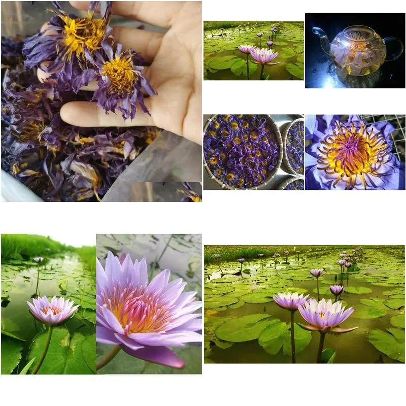 Decorative Flowers & Wreaths Blue Lotus Dried Whole Flower Nymphaea Caerea 210317 Drop Delivery Home Garden Festive Party Supplies Dhwwu