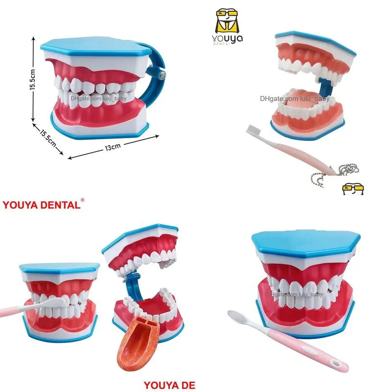 toothbrush large teeth model with tongue toothbrush dentistry dental model teeth brushing models for teaching studying brushing