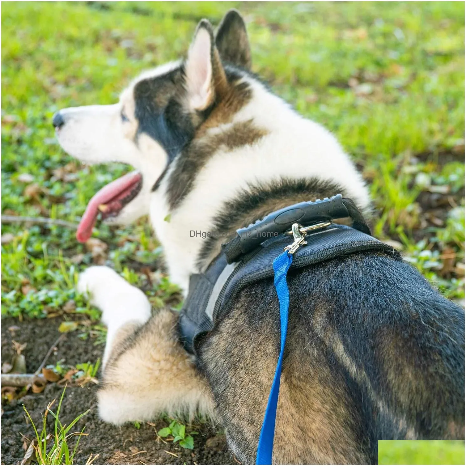 100ft dog lead online