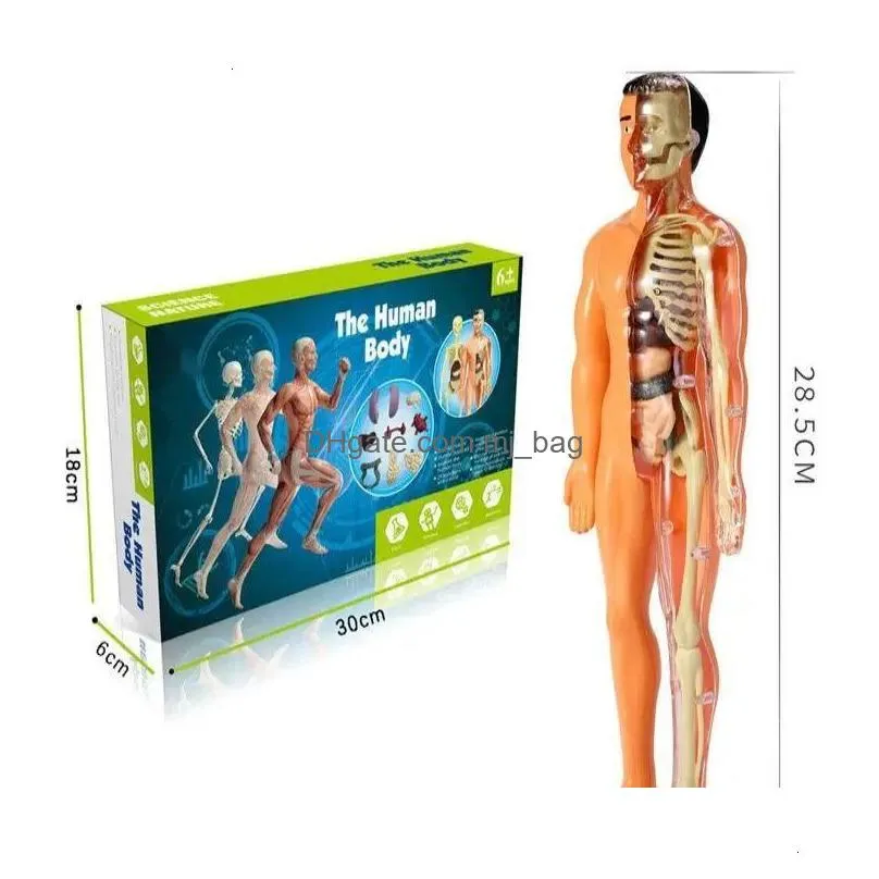 Decorative Objects & Figurines Decorative Objects Figurines 3D Human Body Torso Model For Kid Anatomy Skeleton Construction Diy Organ Dhoss