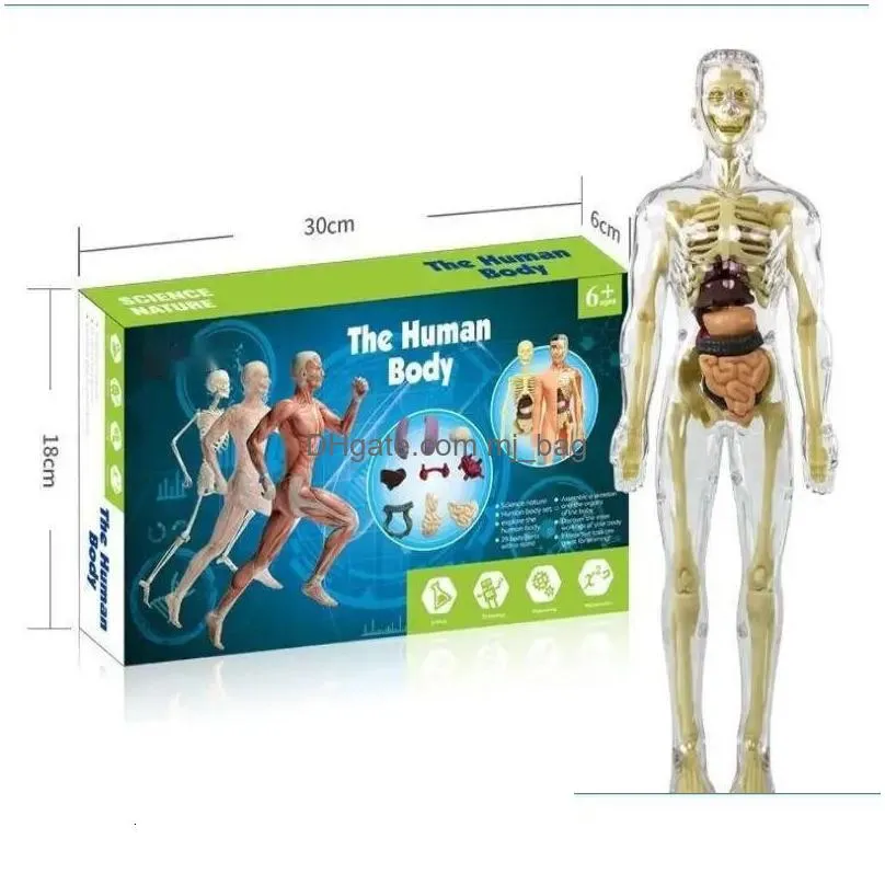 Decorative Objects & Figurines Decorative Objects Figurines 3D Human Body Torso Model For Kid Anatomy Skeleton Construction Diy Organ Dhoss