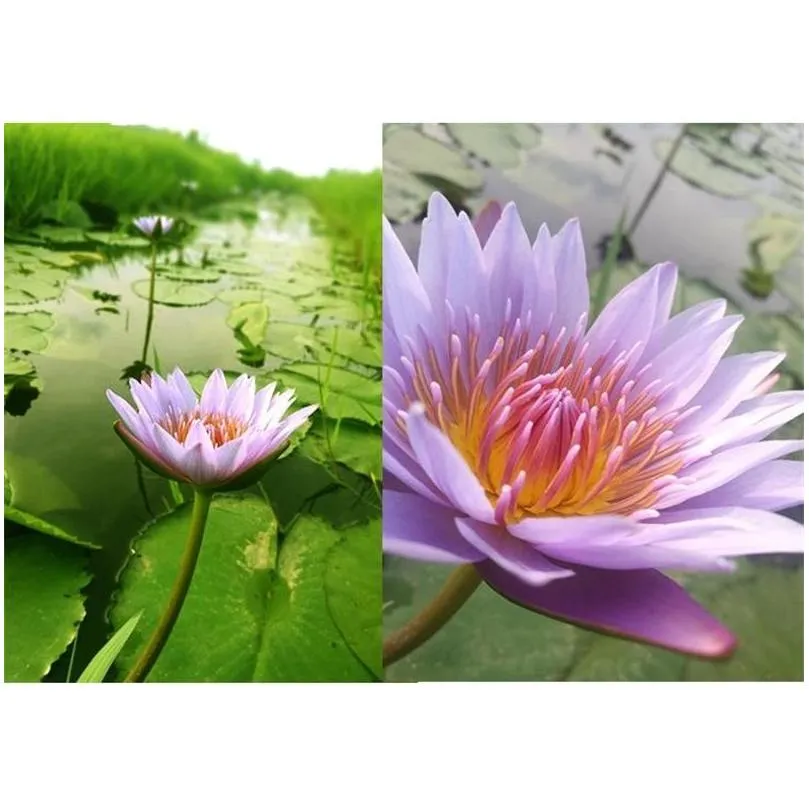 Decorative Flowers & Wreaths Blue Lotus Dried Whole Flower Nymphaea Caerea 210317 Drop Delivery Home Garden Festive Party Supplies Dhwx9