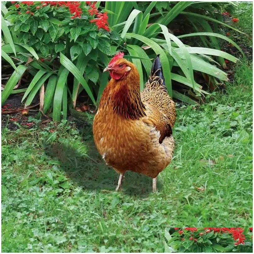 garden decorations outdoor chicken decor 2d acrylic hen statue standing ornament for patio backyard lawn yard and