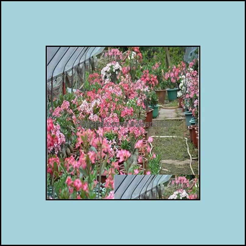 Other Garden Supplies Patio Lawn Home 20 Pcs Mixed Real Adenium Obesum Desert Rose Flower Bonsai Succent Plants Balcony Potted 100% D Otobv