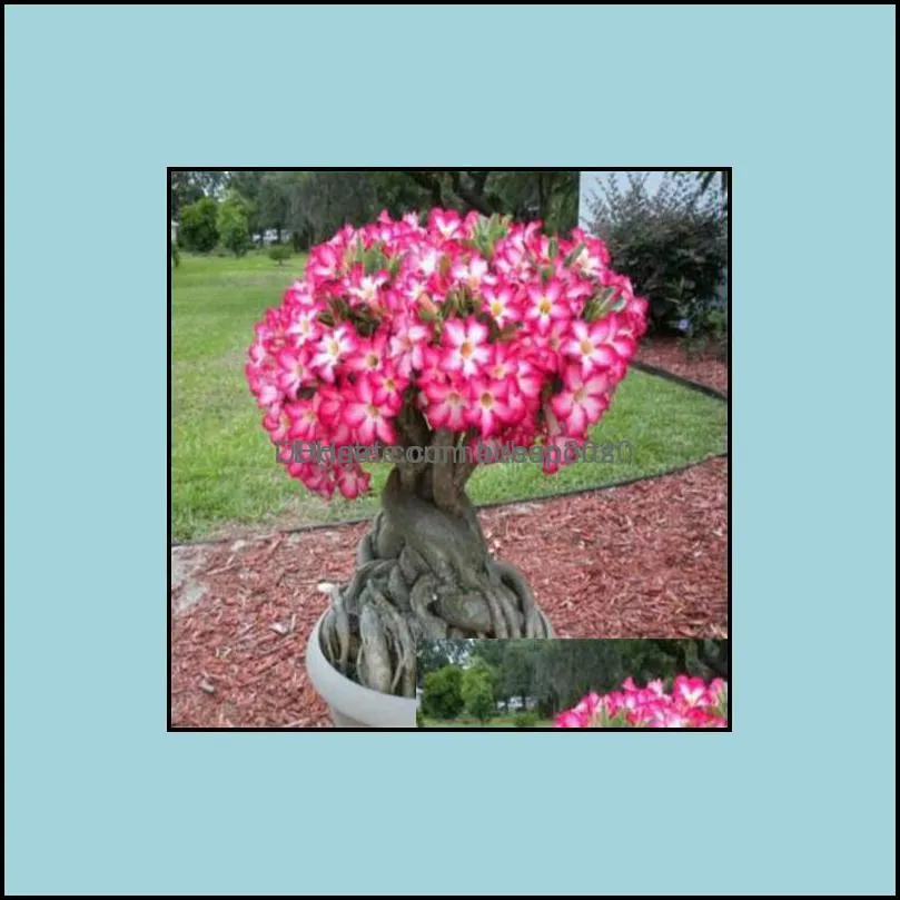 Other Garden Supplies Patio Lawn Home 20 Pcs Mixed Real Adenium Obesum Desert Rose Flower Bonsai Succent Plants Balcony Potted 100% D Otobv