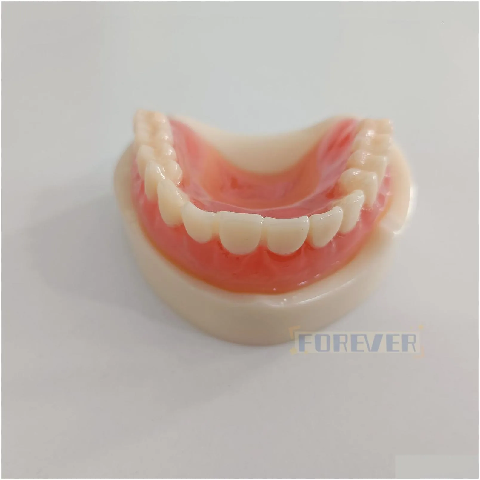 Other Oral Hygiene Dental Model Full Denture Magnetic UpperLower Attachment Study Mandibular 230919