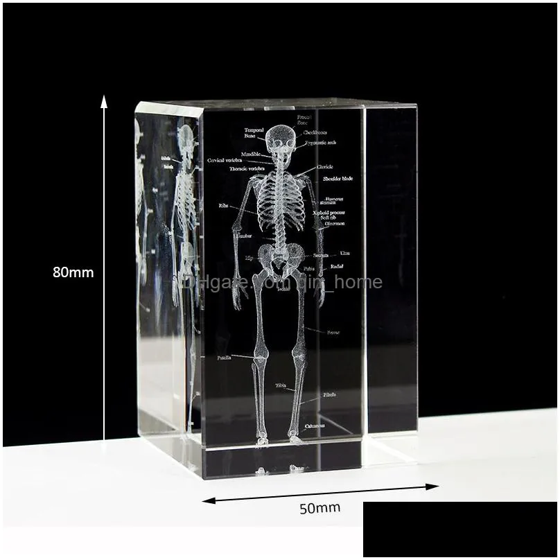 decorative objects figurines crystal 3d laser engraved human anatomical skeleton cube model statue paperweight anatomy mind neurology science gifts