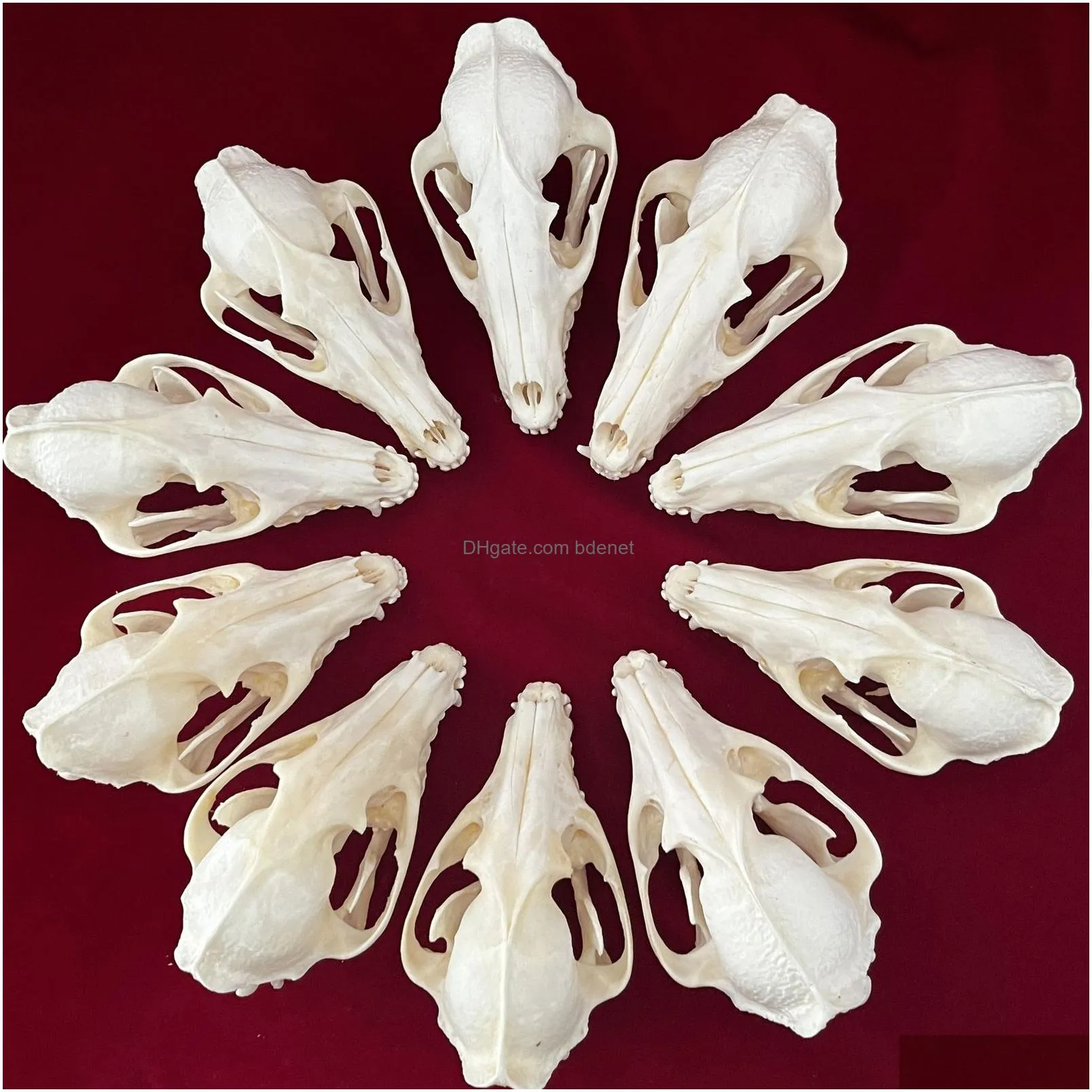 Decorative Objects & Figurines Real Taxidermy Animal Skl Bones For Craft Decoration Home Specimen Collectibles Study Special Drop Deli Dhjej