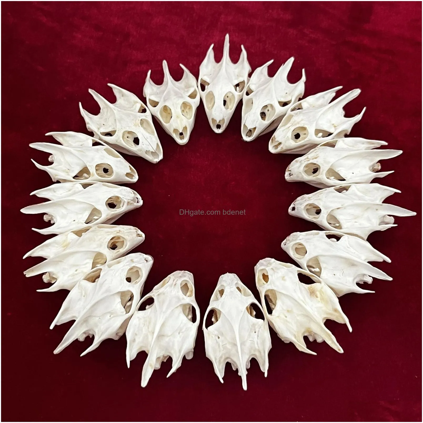 Decorative Objects & Figurines Real Taxidermy Animal Skl Bones For Craft Decoration Home Specimen Collectibles Study Special Drop Deli Dhjej