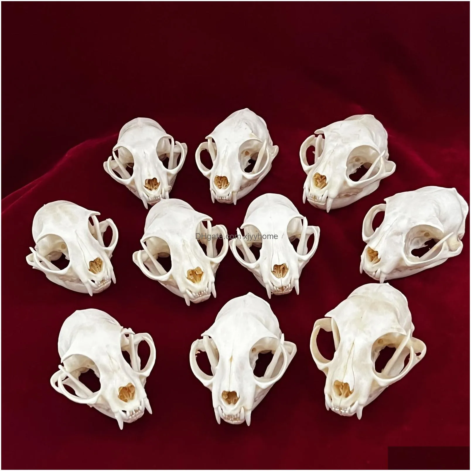 Decorative Objects & Figurines Real Taxidermy Animal Skl Bones For Craft Decoration Home Specimen Collectibles Study Special Drop Deli Dhctw