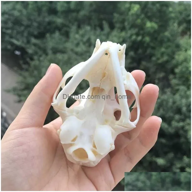 1pcs taxidermy real animal skull specimen collectibles study 210607