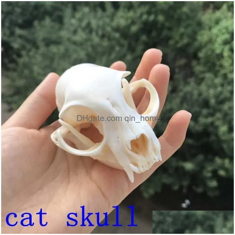 1pcs taxidermy real animal skull specimen collectibles study 210607