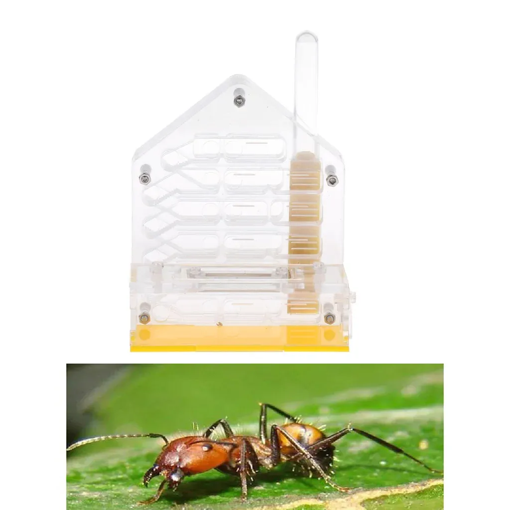 Transparent Acrylic Feed Box For Ant - Convenient to Watch, Easy to Use